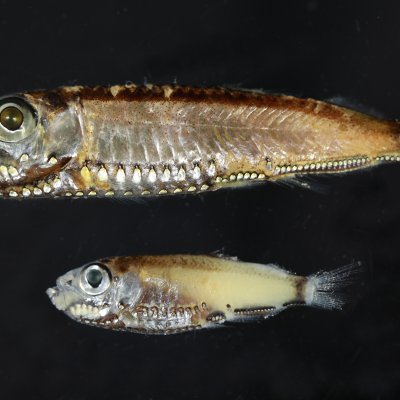 : The two pearlside species studied, Maurolicus muelleri (top) and Maurolicus mucronatus (bottom). Image: Wen-Sung Chung